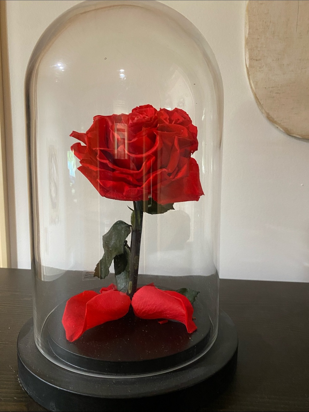 Red Preserved Rose in Glass Dome